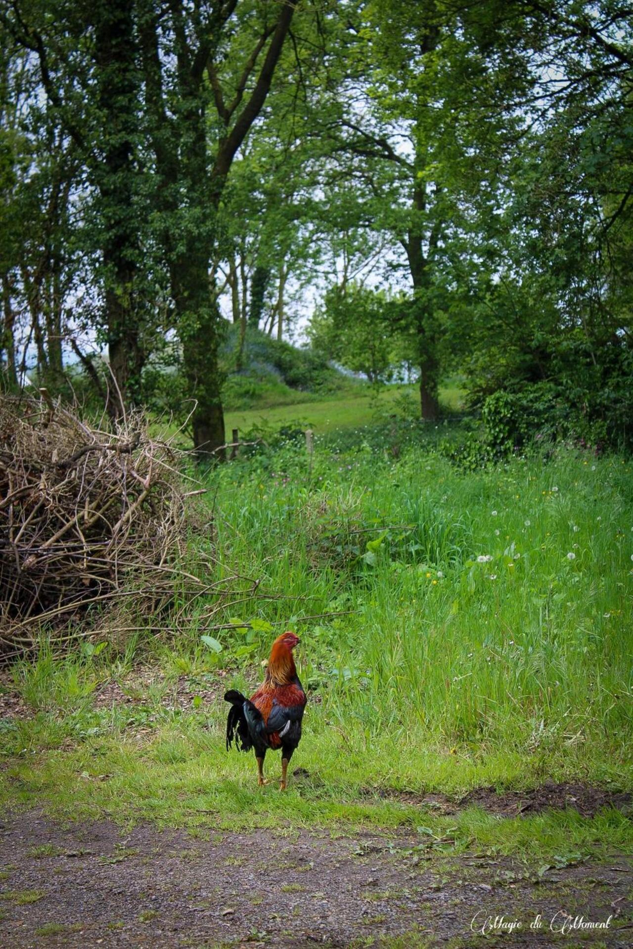 Camping La Sabliere Saint-Jans-Cappel Exteriér fotografie